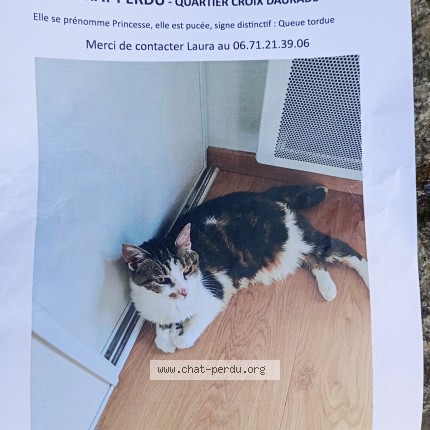 Photo de chat perdu à Toulouse