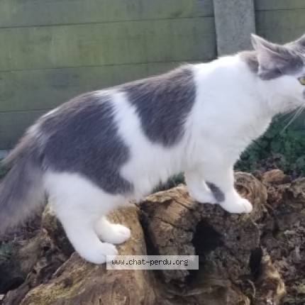Photo de chat perdu à Missiriac