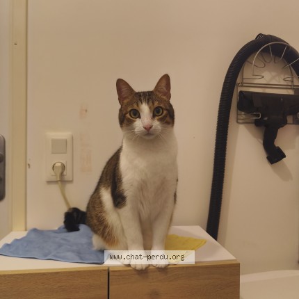 Photo de chat perdu à Suresnes