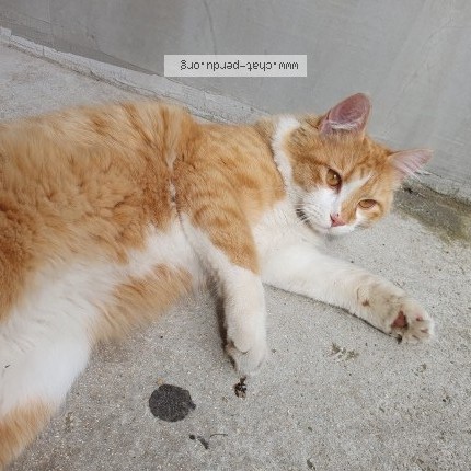 Photo 1/1 Chat trouvé Trouvé à Epinay sous senart