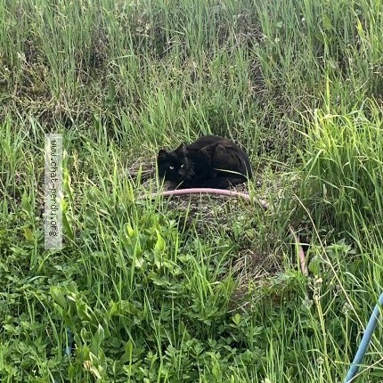 Photo de chat trouvé à Genilac