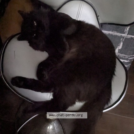 Photo de chat perdu à Noisy Le Sec