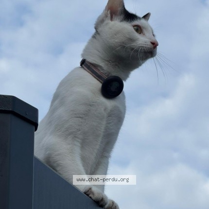 Photo 1/1 Daisy Chat perdu à Echirolles