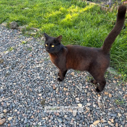 Photo 1/1 Chat trouvé Trouvé à Charrin