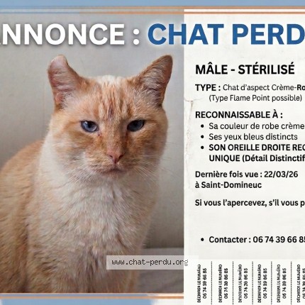 Photo de chat perdu à Saint Domineuc