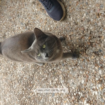 Photo de chat trouvé à Bonnoeuvre