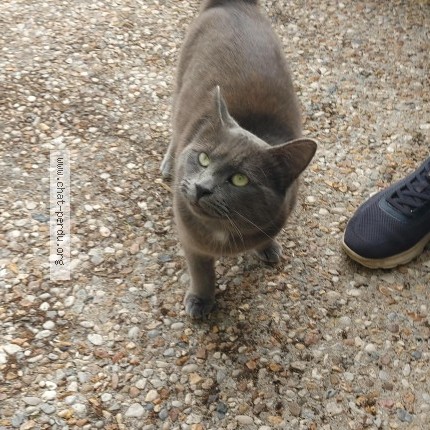 Photo 1/1 Chat retrouvé Trouvé à Bonnoeuvre