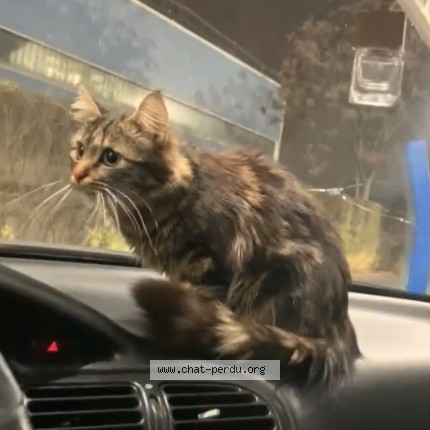 Photo de chat perdu à Vitry Sur Seine