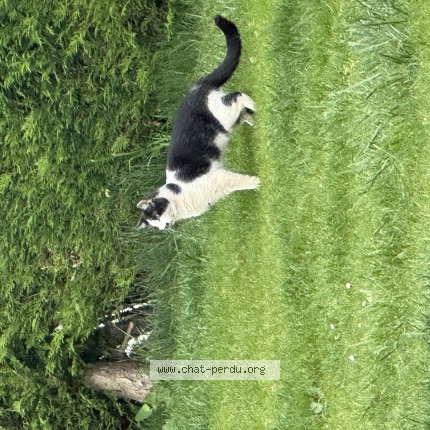 Photo de chat trouvé à St Pierre Les Elbeuf