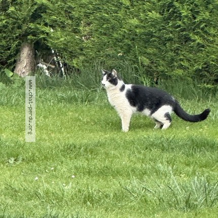 Photo 1/1 Chat trouvé Trouvé à St pierre les elbeuf