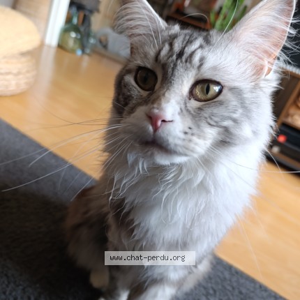 Photo de chat perdu à Brest