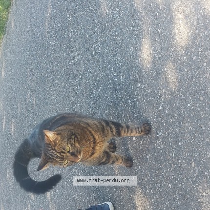 Photo de chat trouvé à Grenade