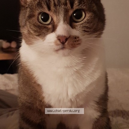 Photo de chat perdu à Nanct