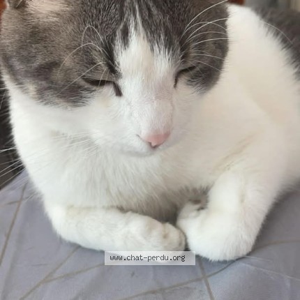 Photo de chat perdu à Marseille