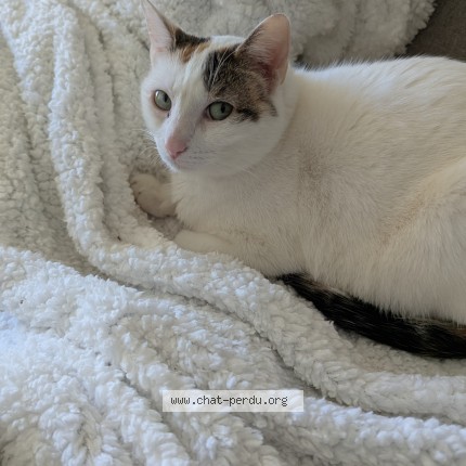 Photo de chat perdu à Sens