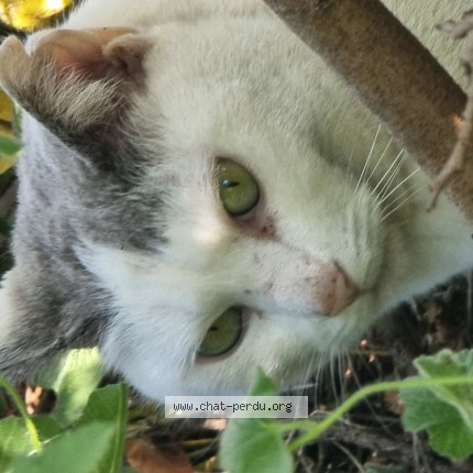 Photo de chat trouvé à Cannes