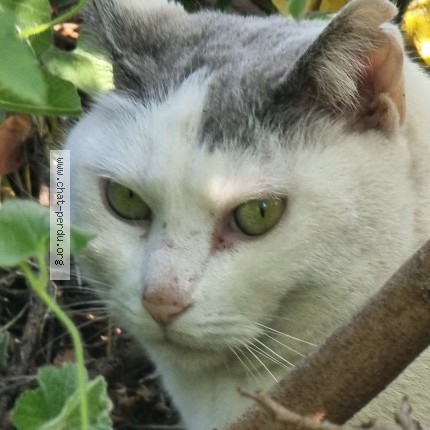 Photo 1/1 Chat trouvé Trouvé à Cannes