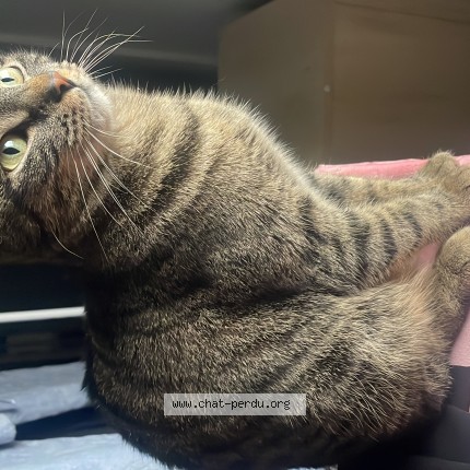 Photo de chat perdu à Strasbourg