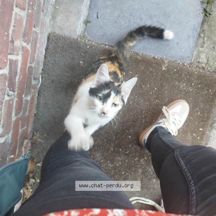 Photo de chat trouvé à Saint Pol Sur Mer