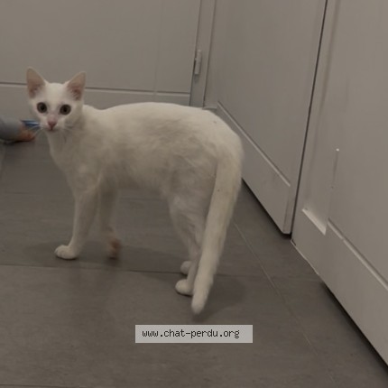 Photo de chat perdu à Nantes