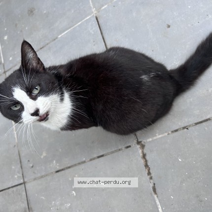 Photo 1/1 Chat trouvé Trouvé à Desvres