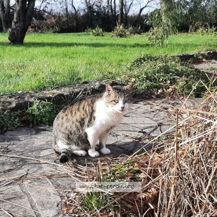 Photo de chat perdu à Tonnay Charente