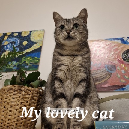 Photo de chat perdu à Strasbourg