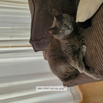 Photo de chat perdu à Kervignac