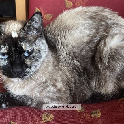 Photo de chat trouvé à Viry Chatillon