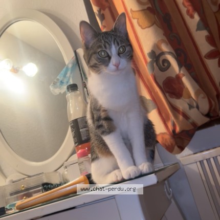 Photo de chat perdu à Boofzheim