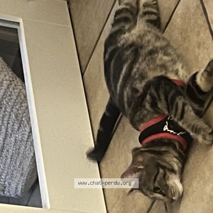 Photo de chat trouvé à Tourcoing