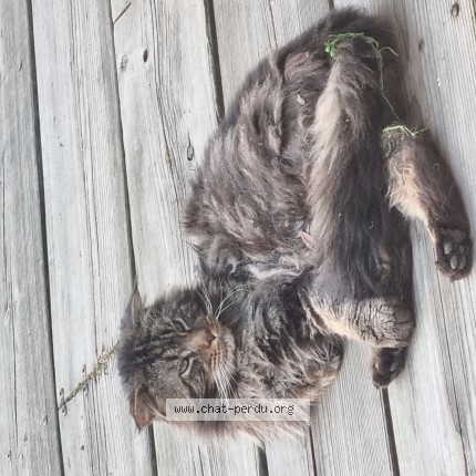 Photo de chat trouvé à Gentilly