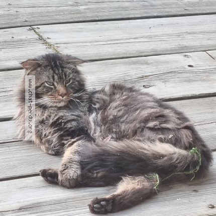 Photo 1/1 Chat trouvé Trouvé à Gentilly