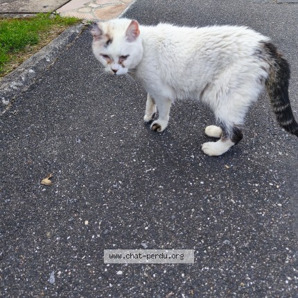 Photo 1/1 Chat trouvé Trouvé à Le Plessis Pate