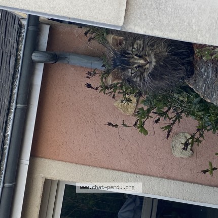 Photo de chat trouvé à Le Mans