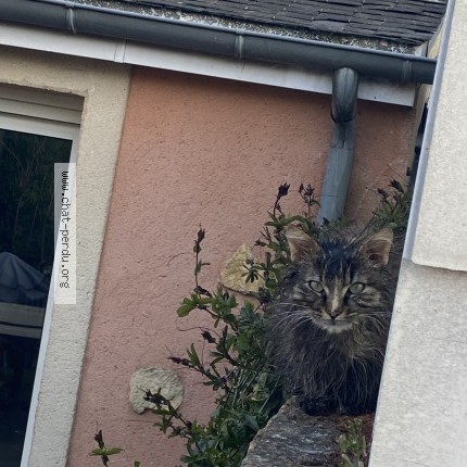 Photo 1/1 Chat trouvé Trouvé à Le mans