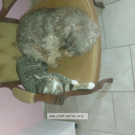 Photo de chat perdu à Marnay