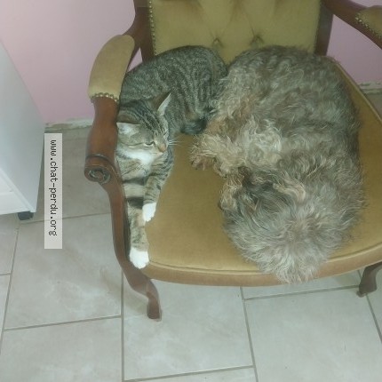 Photo 1/1 alma Chat perdu à Marnay