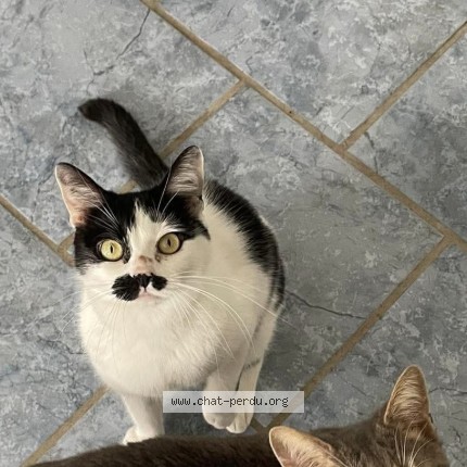 Photo de chat perdu à Bruay La Buissiere