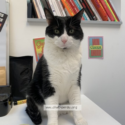 Photo de chat perdu à Reims La Neuvillette