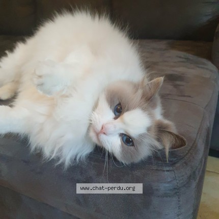 Photo de chat perdu à Sancoins