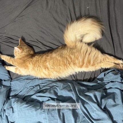 Photo de chat perdu à Bourbourg