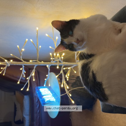 Photo de chat perdu à Senlis