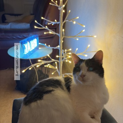 Photo 1/1 Volt Chat perdu à Senlis