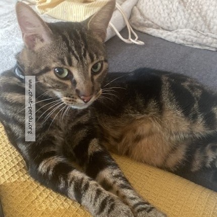 Photo 1/1 ulysse Chat perdu à Noisy le sec