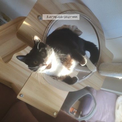 Photo 1/1 Chaussette Chat perdu à Talence