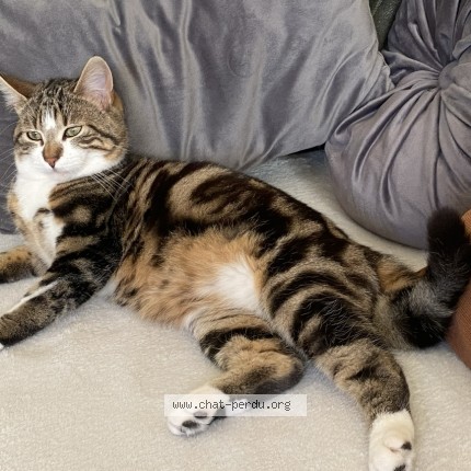 Photo 1/1 tigrou Chat perdu à Trelaze