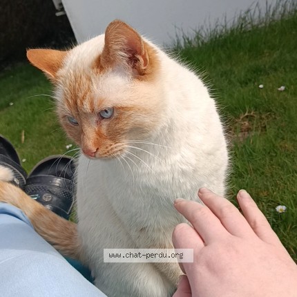 Photo 1/1 pixie Chat perdu à Verdun