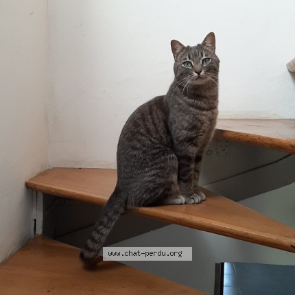 Photo 1/1 Nouki Chat perdu à Bourg la reine