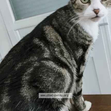 Photo 1/1 Fifille Chat perdu à Flers En Escrebieux